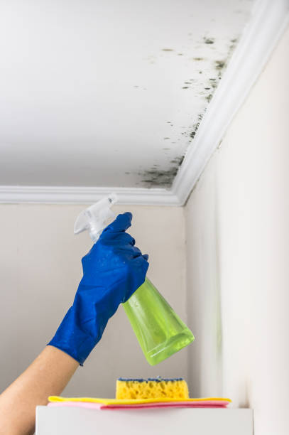 Best Mold Remediation for Schools in Tangent, OR