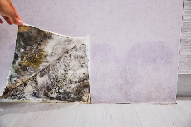 Best Industrial Mold Remediation in Tangent, OR